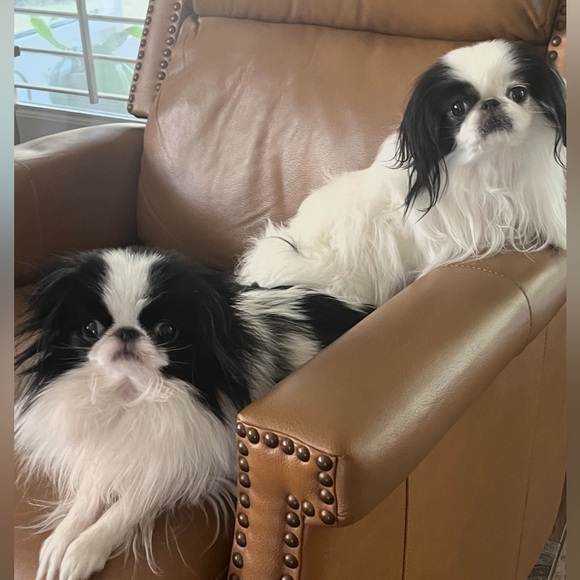 Meet your Posher, Marsha - Picture 2 of 2